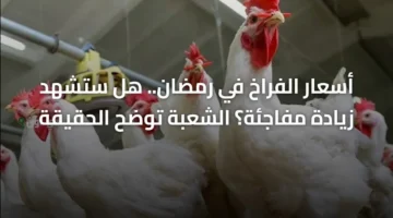 تحرك سعر السوق.. شعبة الدواجن توضح حقيقة زيادة أسعار الفراخ قبل شهر رمضان